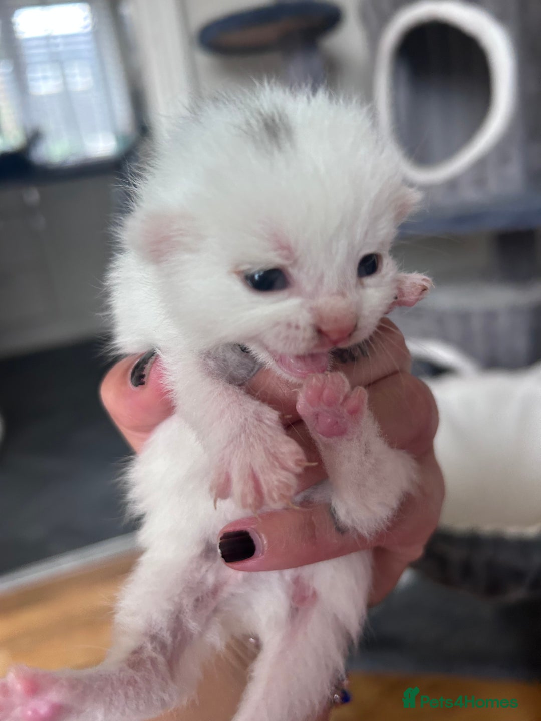 Mixed Breed cats for sale: Beautiful kittens  - Image 9