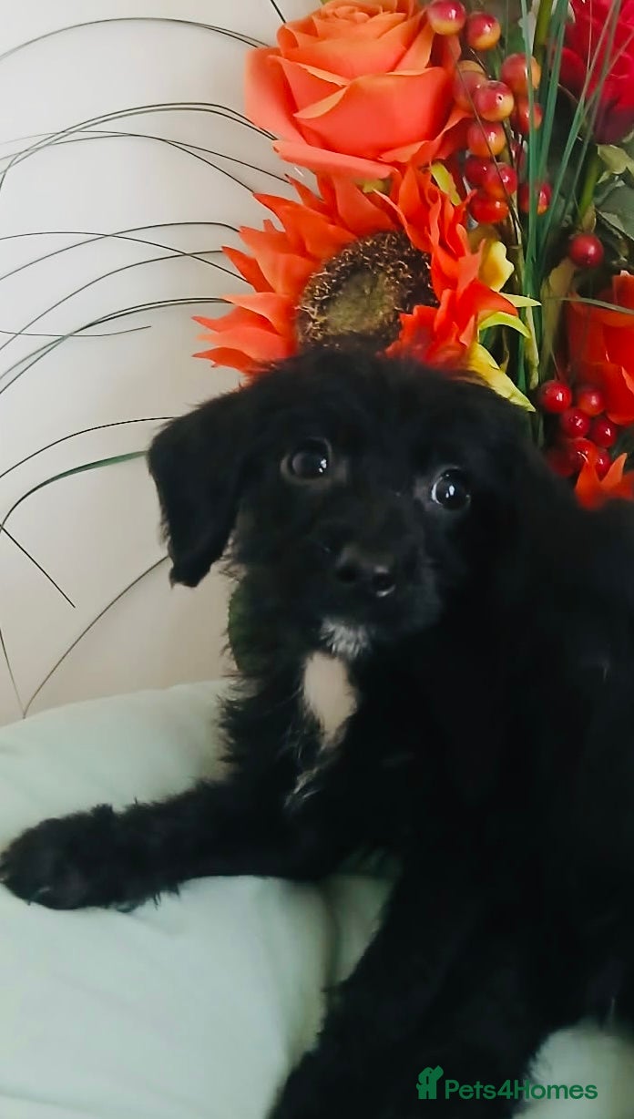 Doxiepoo dogs Beautiful,  little puppies for sale! 🐾 - Advert 1