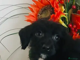 Doxiepoo dogs Beautiful, little puppies for sale! 🐾 - Advert 1