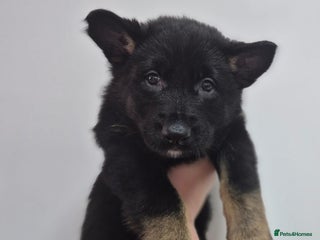German Shepherd dogs Left last 3 puppies German Shepherd puppies - Advert 10