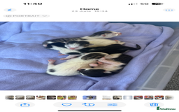 Mixed Breed cats for sale: 5 gorgeous kittens for sale  - Image 3