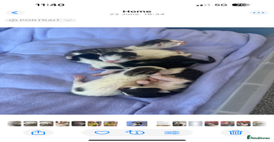 Mixed Breed cats - Advert 16