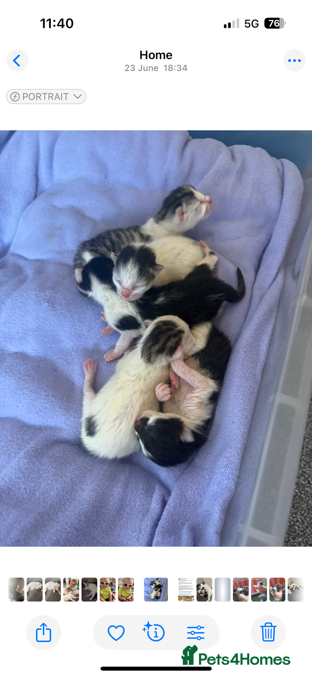 Mixed Breed cats for sale: 5 gorgeous kittens for sale  - Image 3