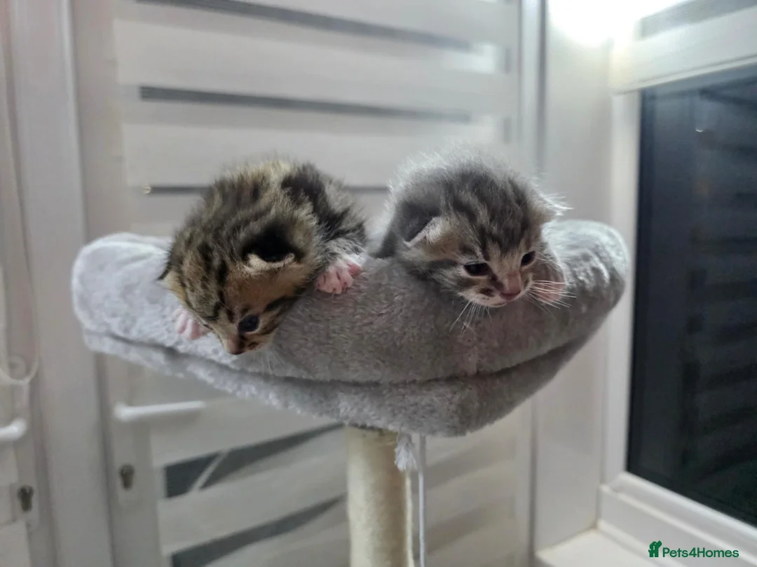Mixed Breed cats for sale:  Two adorable boys looking for loving homes - Advert 1