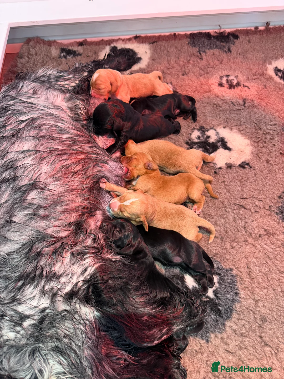 Cocker Spaniel dogs for sale: 🐾Show type cocker spaniel health tested puppies🐾 in King's Lynn - Advert 10