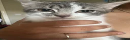 Mixed Breed cats for sale: Beautiful mixed grey kittens - Advert 10