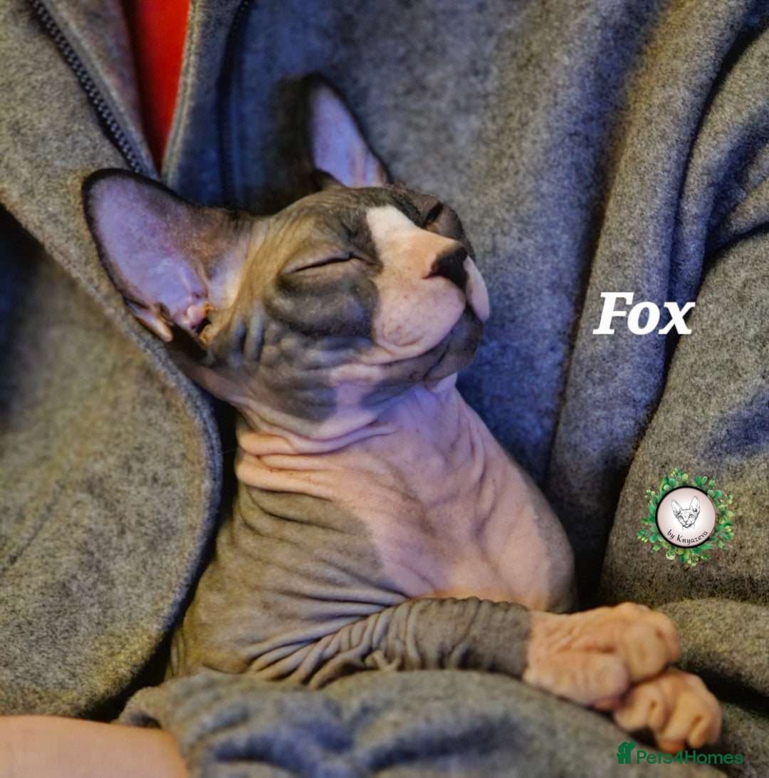 Sphynx cats for sale: Adorable Canadian Sphynx – Champion Bloodline - Image 1
