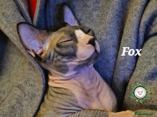 Sphynx cats - Advert 4