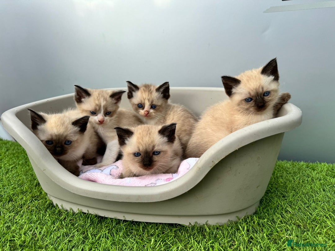 Ragdoll cats for sale: Ragdoll kittens  - Image 2