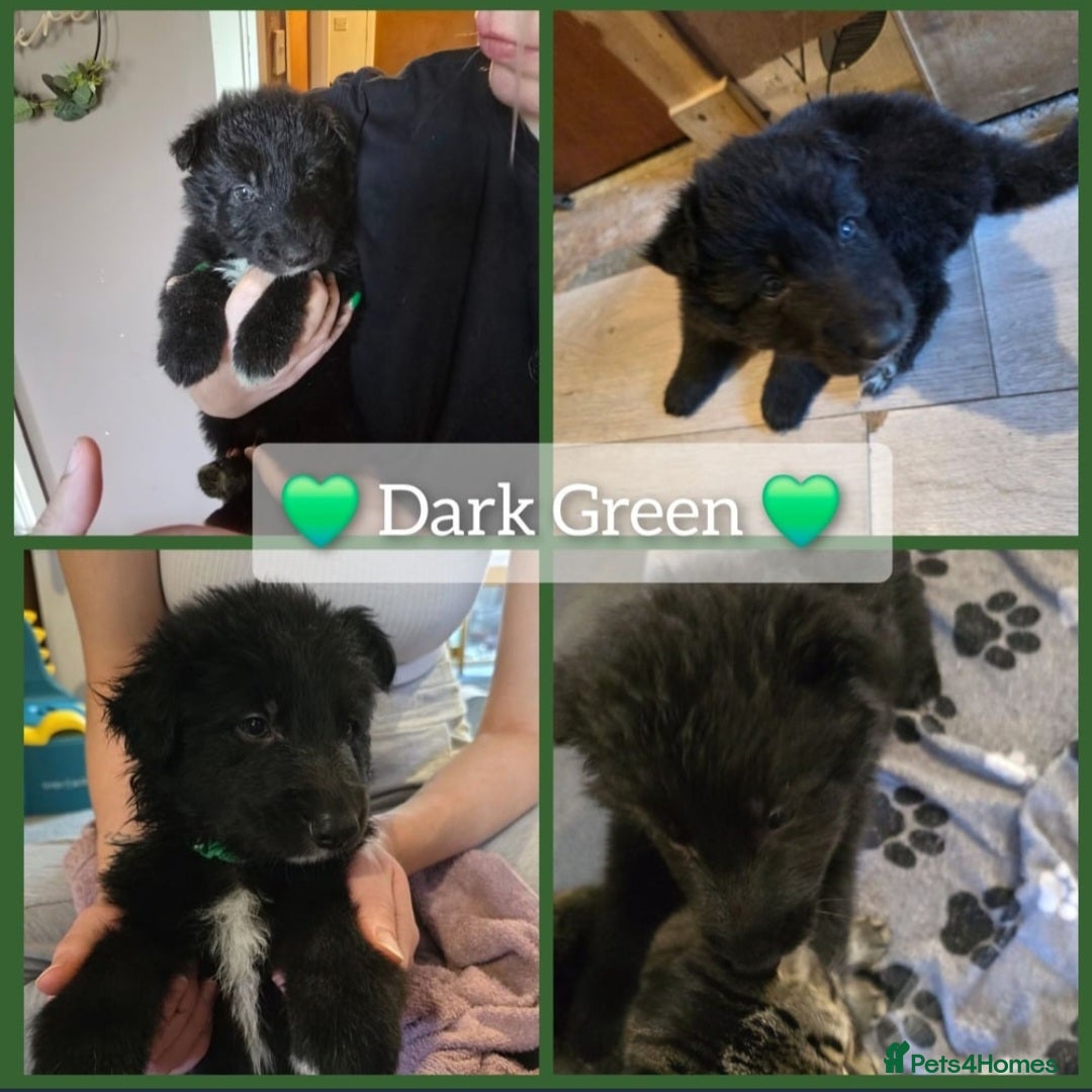 Mixed Breed dogs for sale: German Shepherd X Puppies - Image 13