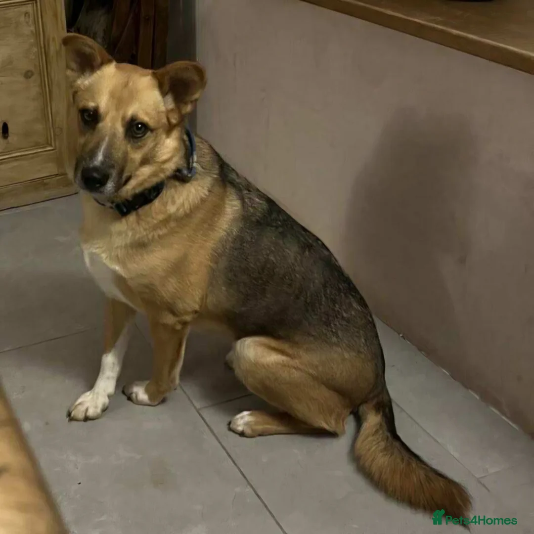 Mixed Breed dogs for adoption: Beautiful Nala in Cullompton - Advert 2
