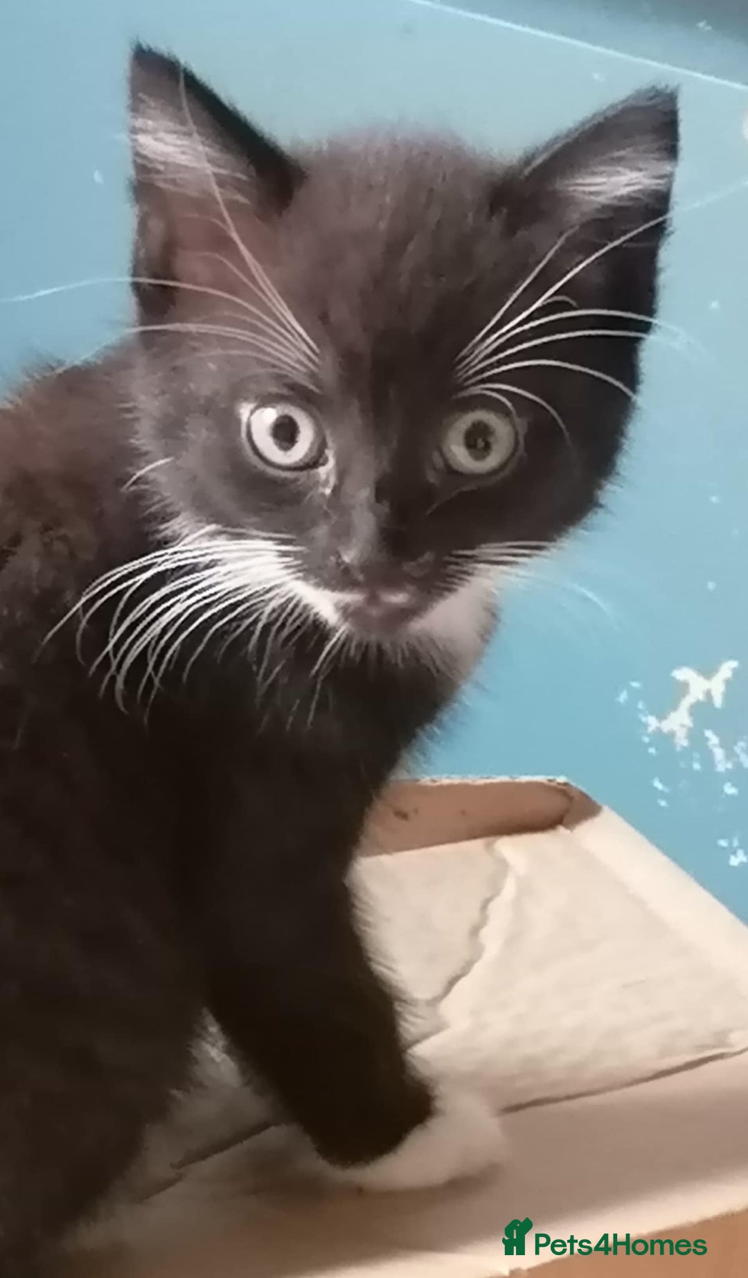 Mixed Breed cats for sale: Adorable kittens - Image 3