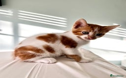 Mixed Breed cats for sale: Stunning mixed kittens  - Image 4