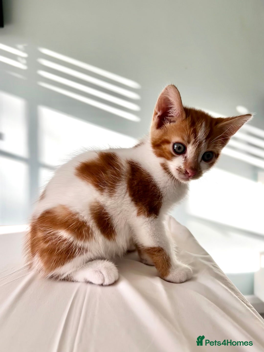Mixed Breed cats for sale: Stunning mixed kittens  - Image 4