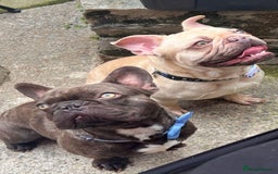 French Bulldog dogs for stud: Stud available  - Image 1