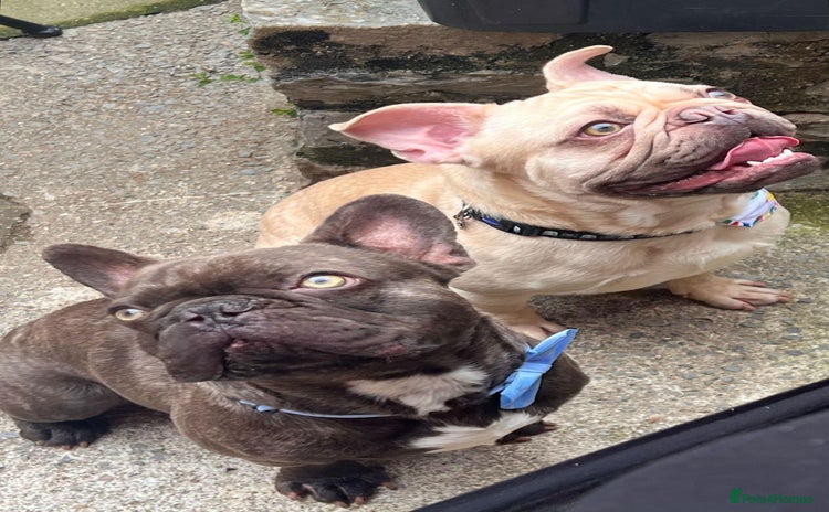 French Bulldog dogs - Advert 1