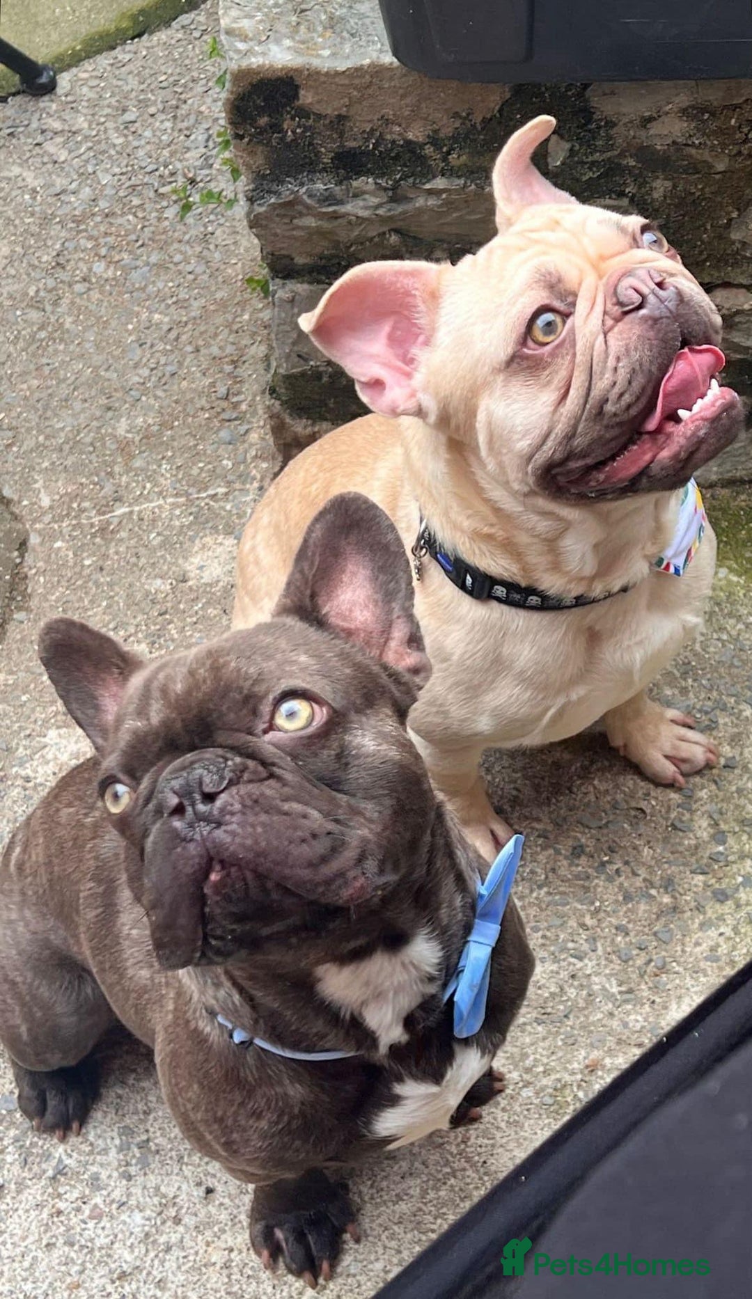 French Bulldog dogs for stud: Stud available  - Image 1
