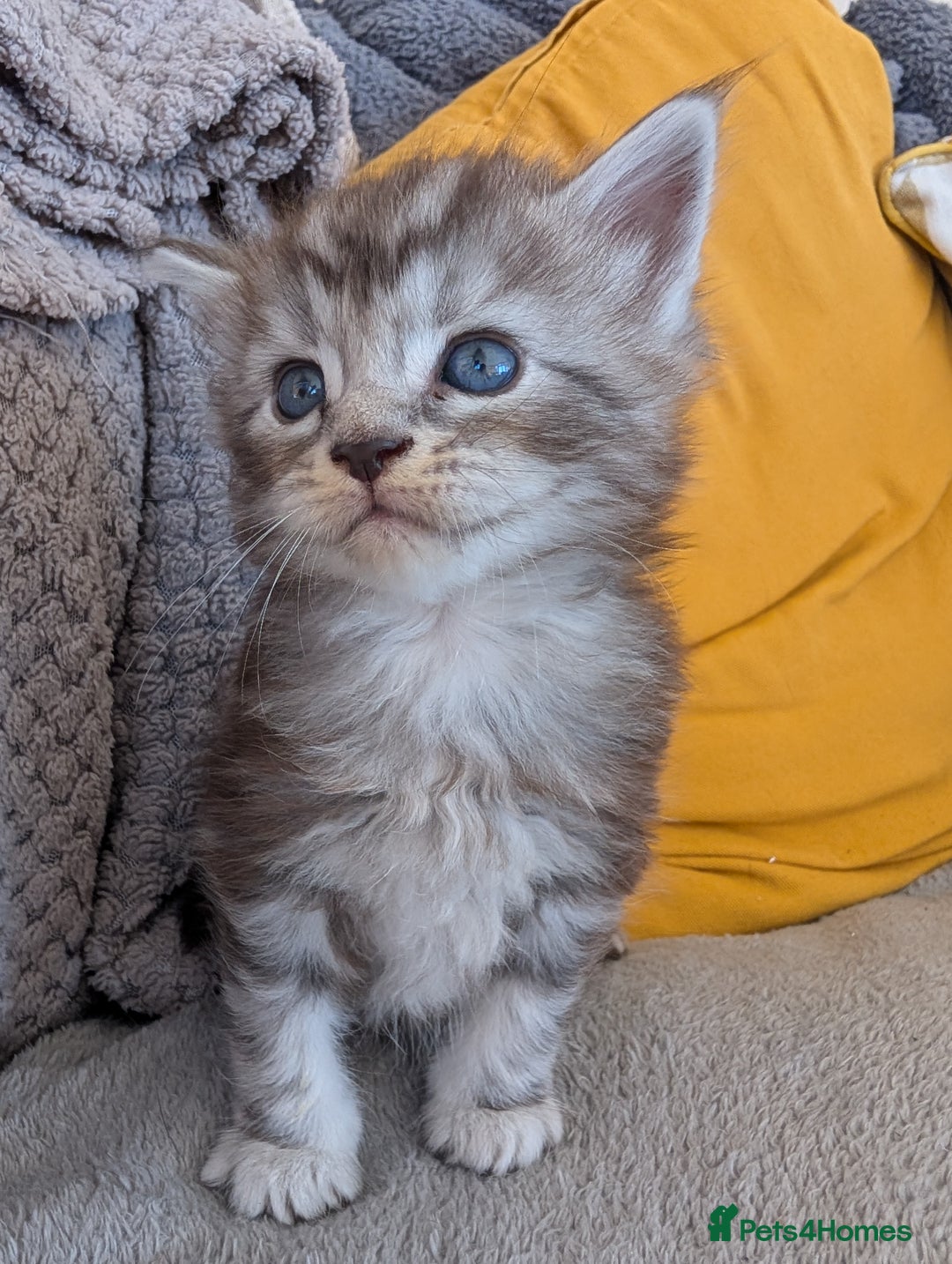 Maine Coon cats for sale: Gorgeous main coon x - Image 6