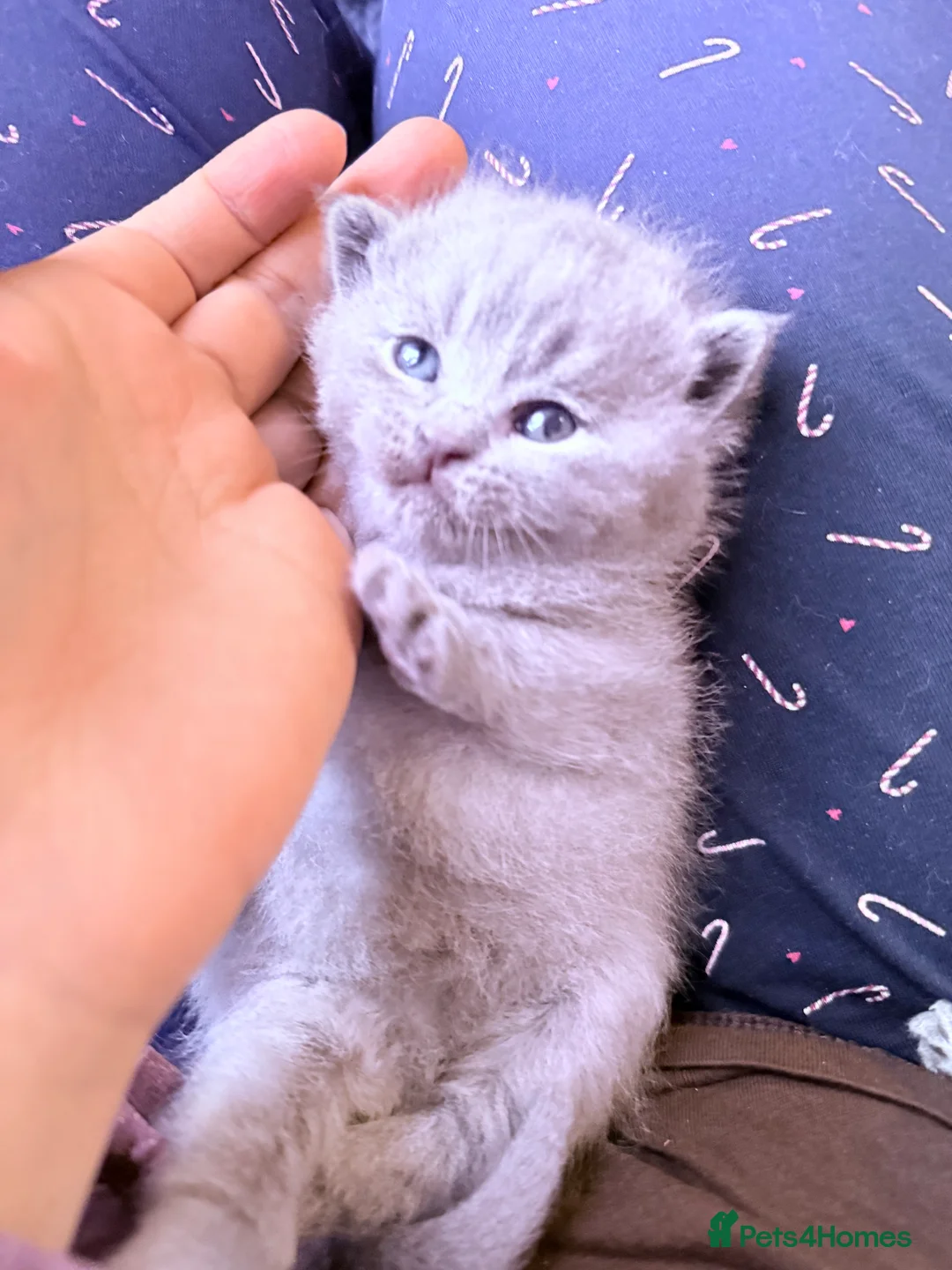 British Shorthair cats for sale: 100% Pure Pedigree Champion line Bsh Reg. Kittens - Advert 3