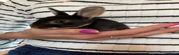Rex rabbits for sale: Black Otter Mini Rex Bunnies  - Advert 9