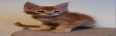 Maine Coon 1