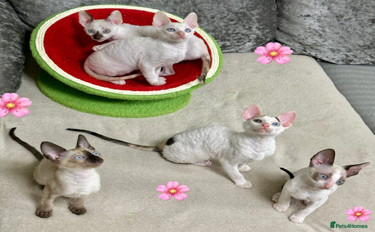 Cornish Rex cats 🌟 TICA-Reg Pure Cornish Rex – Champion Bloodlines - Advert 4