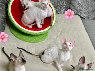 Cornish Rex cats 🌟 TICA-Reg Pure Cornish Rex – Champion Bloodlines - Advert 4