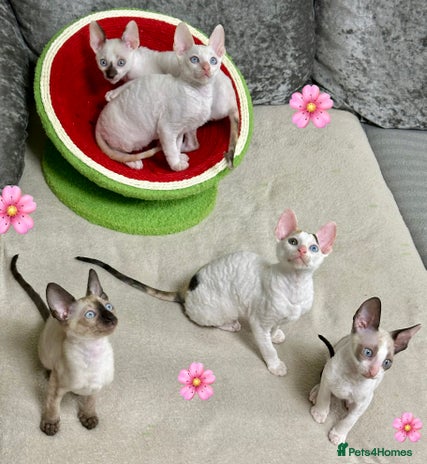 Cornish Rex cats 🌟 TICA-Reg Pure Cornish Rex – Champion Bloodlines - Advert 4