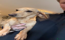 Dachshund dogs for sale: 2 beautiful male dachshund adult dogs for sale  - Image 7
