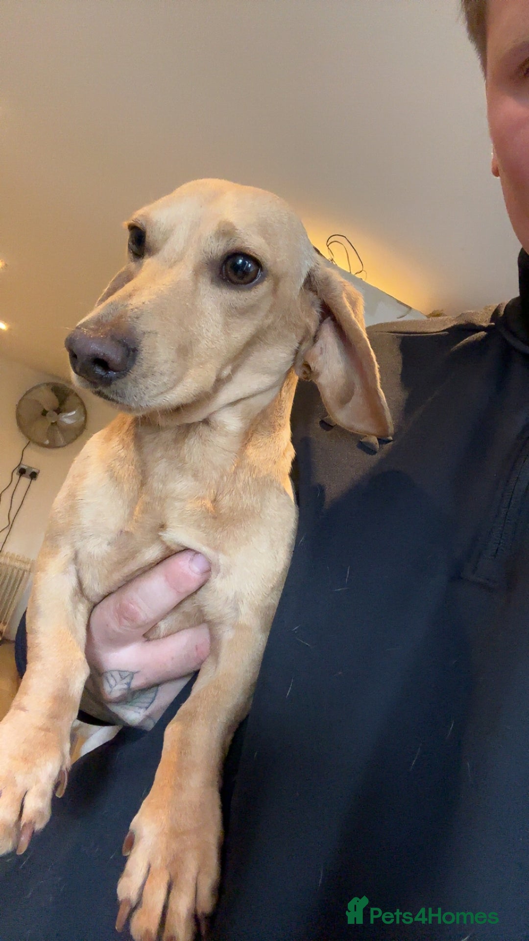 Dachshund dogs for sale: 2 beautiful male dachshund adult dogs for sale  - Image 7