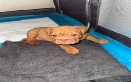 English Bulldog dogs for sale: Beautiful English bulldog puppy  - Image 7