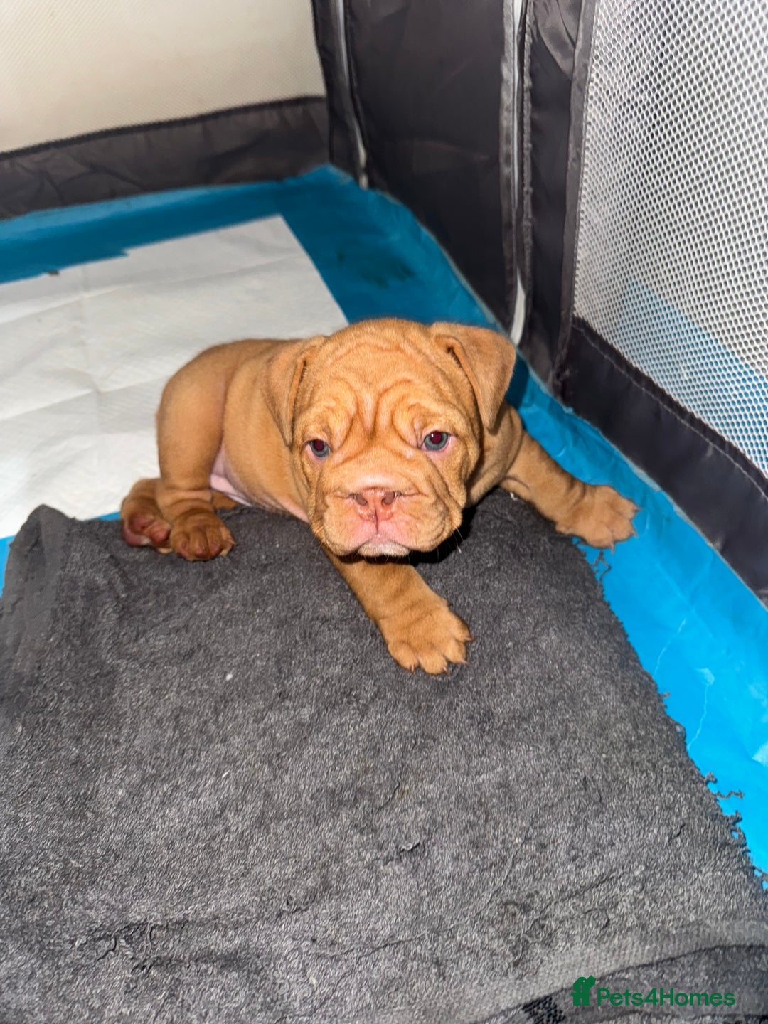 English Bulldog dogs for sale: Beautiful English bulldog puppy  - Image 7