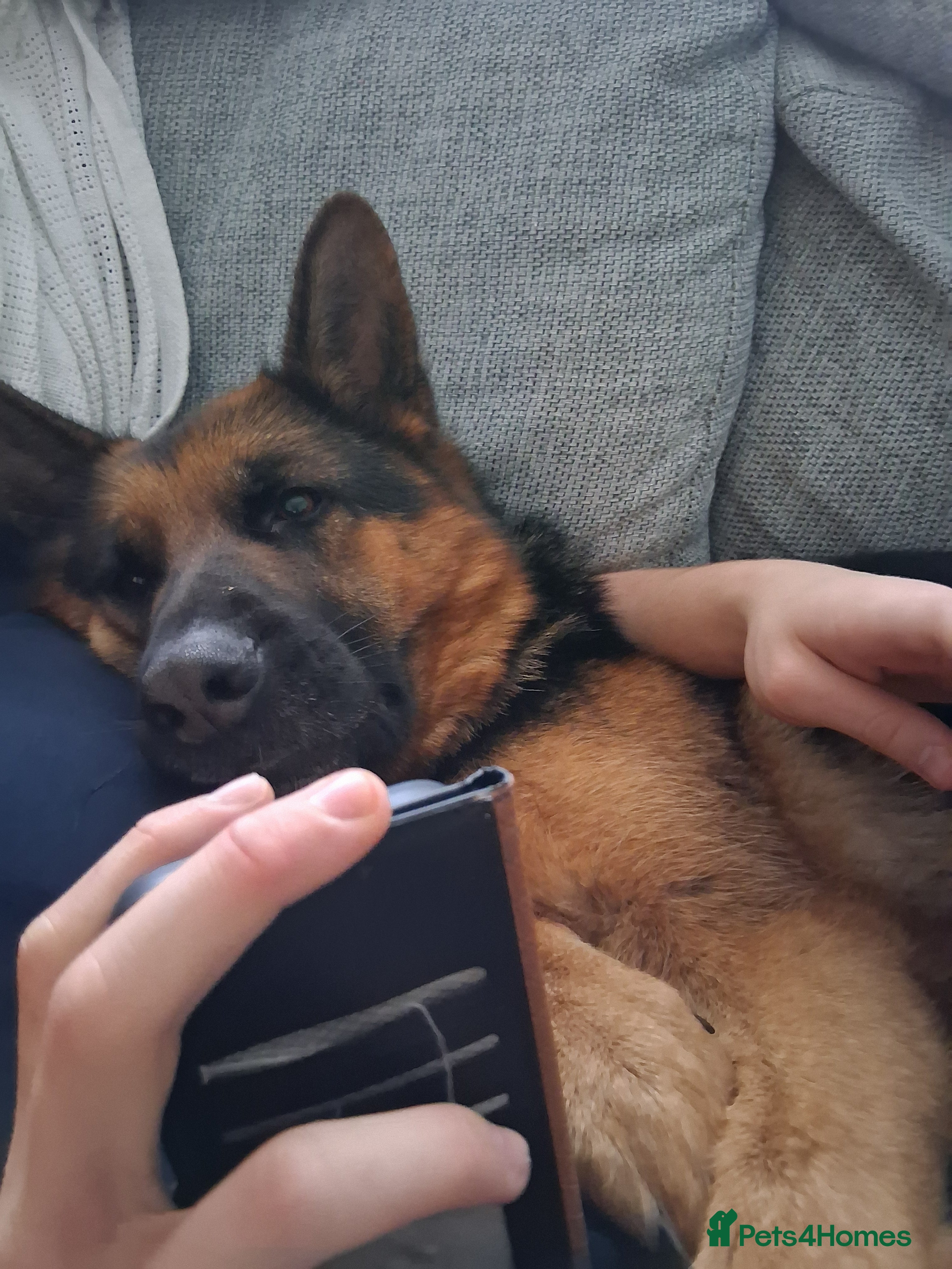 German Shepherd dogs Indie - Advert 6