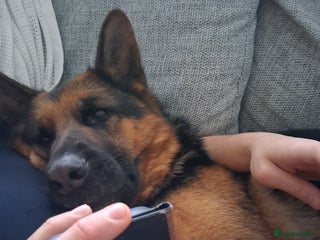 German Shepherd dogs Indie - Advert 4