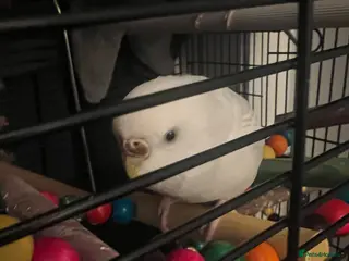 Budgerigars birds Female Budgie - Advert 7