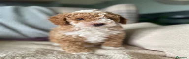 Miniature Poodle 1