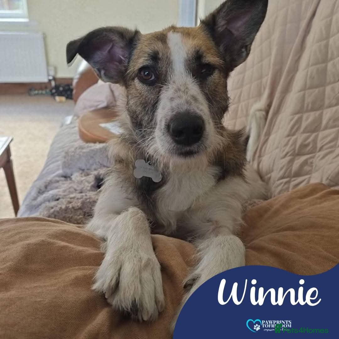 Mixed Breed dogs Meet Winnie, currently residing in Wirral - Advert 2
