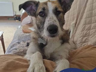 Mixed Breed dogs Meet Winnie, currently residing in Wirral - Advert 3