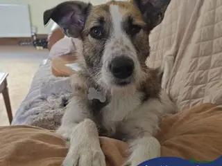 Mixed Breed dogs Meet Winnie, currently residing in Wirral - Advert 12