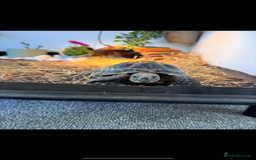 Tortoise reptiles for sale: Horsefield tortoise - Image 1