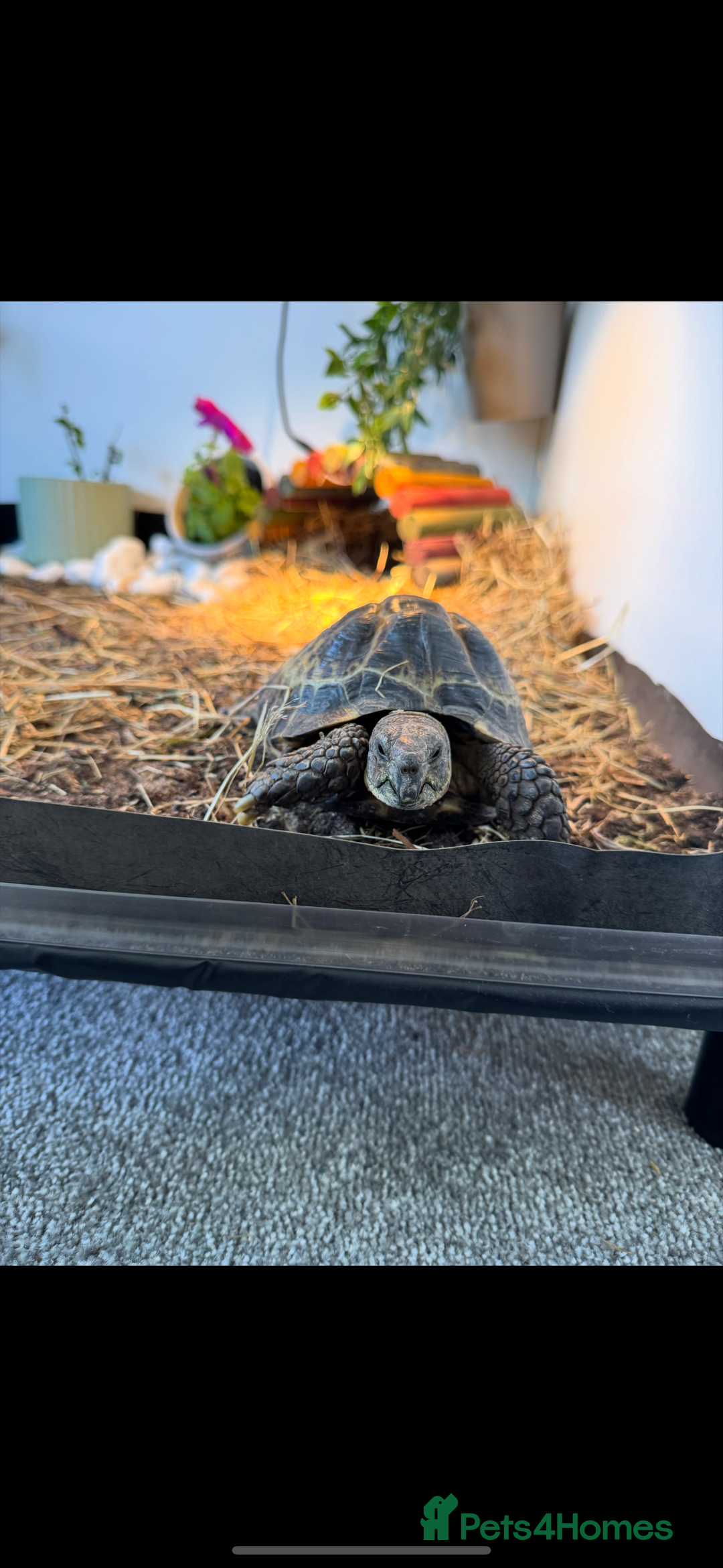 Tortoise reptiles for sale: Horsefield tortoise - Image 1
