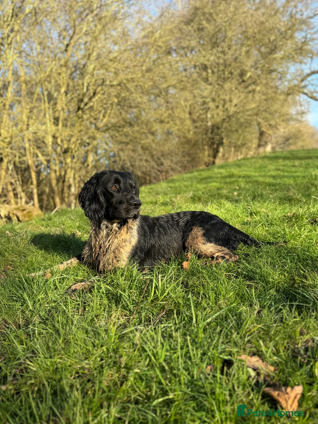 English Springer Spaniel dogs for stud: Old fashion stamp Springer available for stud - Advert 1