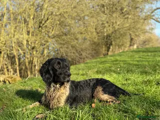 English Springer Spaniel dogs Old fashion stamp Springer available for stud - Advert 6