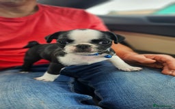 Pug dogs for sale: For sale  - Image 14