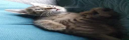 Mixed Breed cats for sale: 3 little boys  - Advert 17