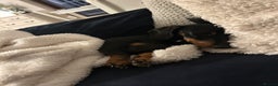 Miniature Dachshund dogs for sale: Black & tan miniature dachshund - Advert 3