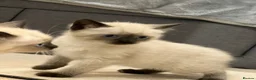Mixed Breed cats for sale: Beautiful White Kitte Ragdoll (8 Weeks Old in Peterborough - Advert 15