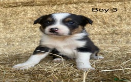 Border Collie dogs for sale: Adorable Border Collie Puppies for sale  - Image 6
