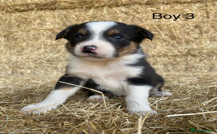 Border Collie dogs - Advert 2