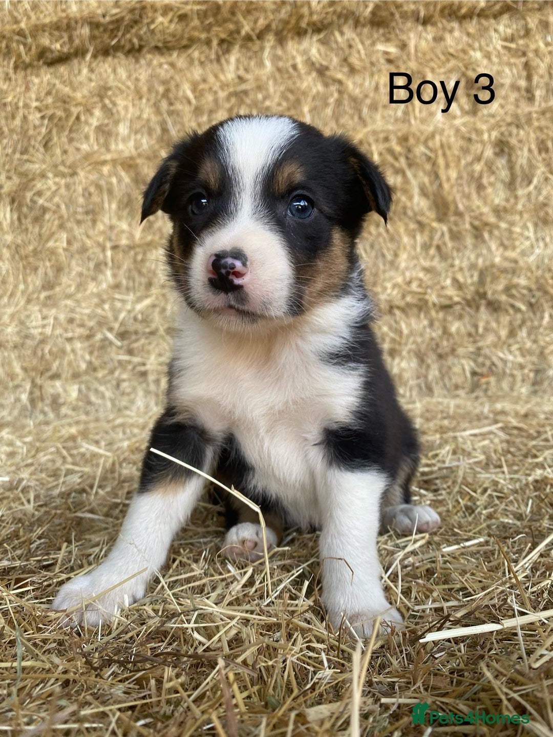 Border Collie dogs for sale: Adorable Border Collie Puppies for sale  - Image 6